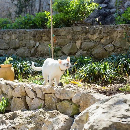 Stella Dubrovnik